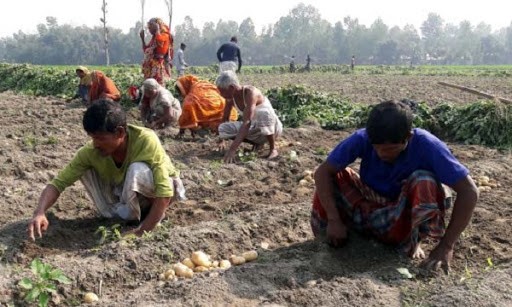 আলুর বাম্পার ফলন হলেও দাম নিয়ে চিন্তিত কৃষক